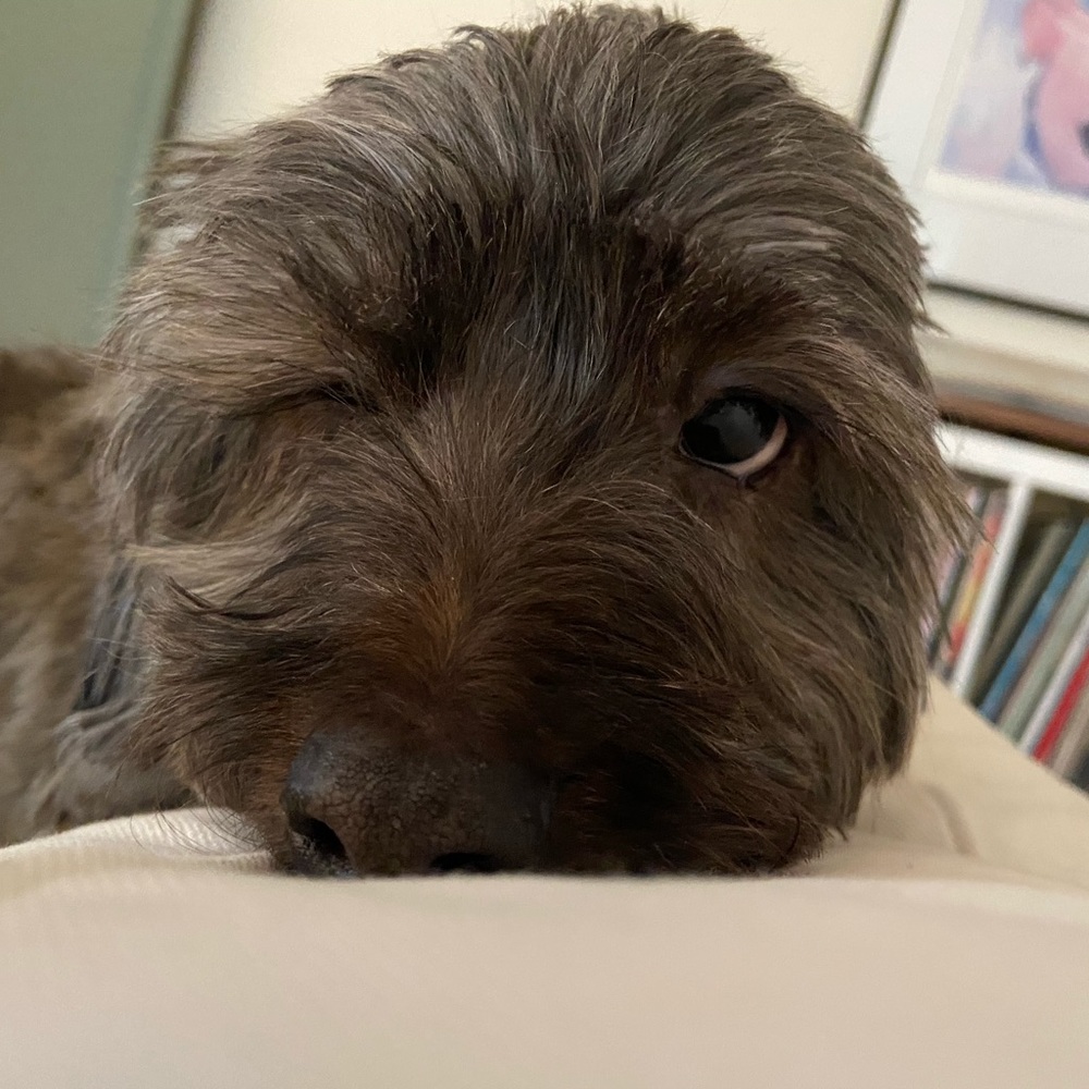 Meet your Posher, Piper